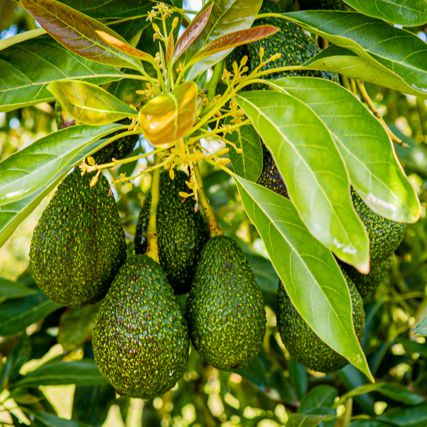 Avocado Movement Our Varieties Maluma
