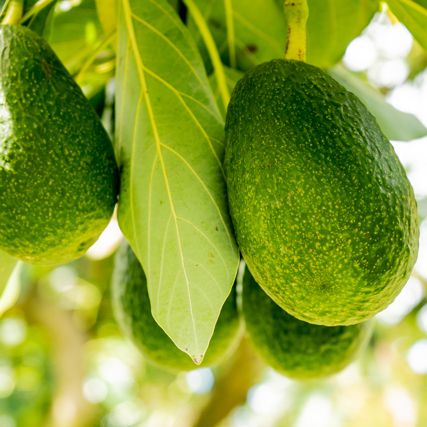 Avocado Movement Our Varieties Sharwill